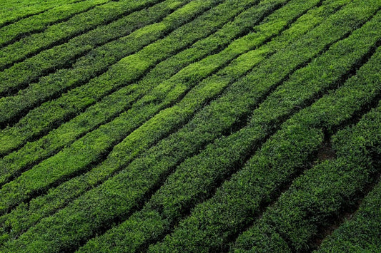 A wide angle photo of a field of tea bushes.